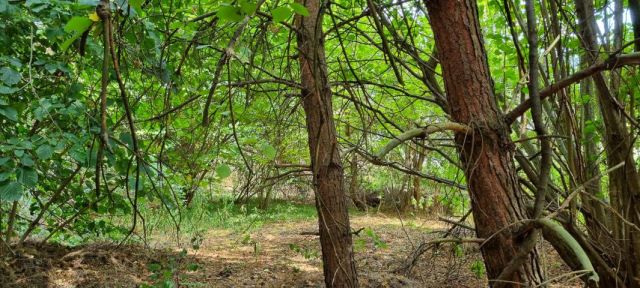 Działka budowlana Strzeniówka. Zdjęcie 2