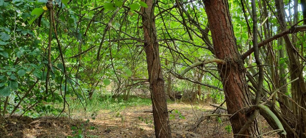 Działka budowlana Strzeniówka. Zdjęcie 2