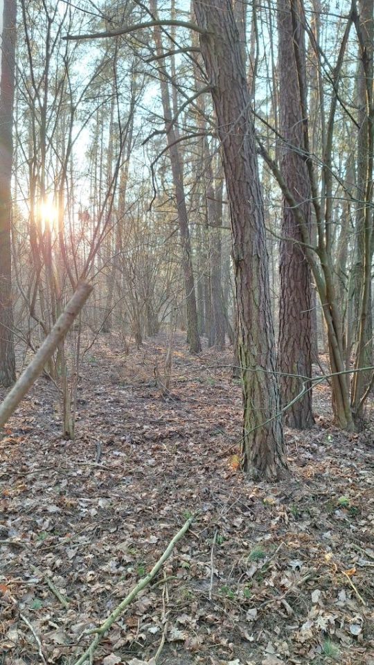 Działka leśna Przesmyki. Zdjęcie 7