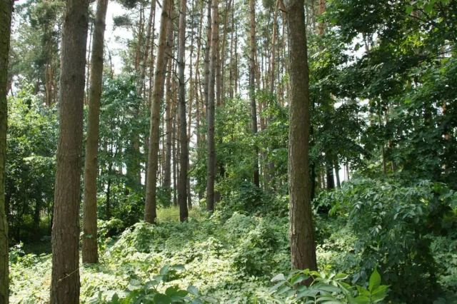 Działka budowlana Gronowo Górne. Zdjęcie 2