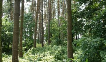 Działka budowlana Gronowo Górne