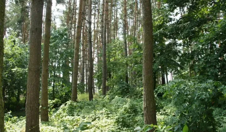 Działka budowlana Gronowo Górne
