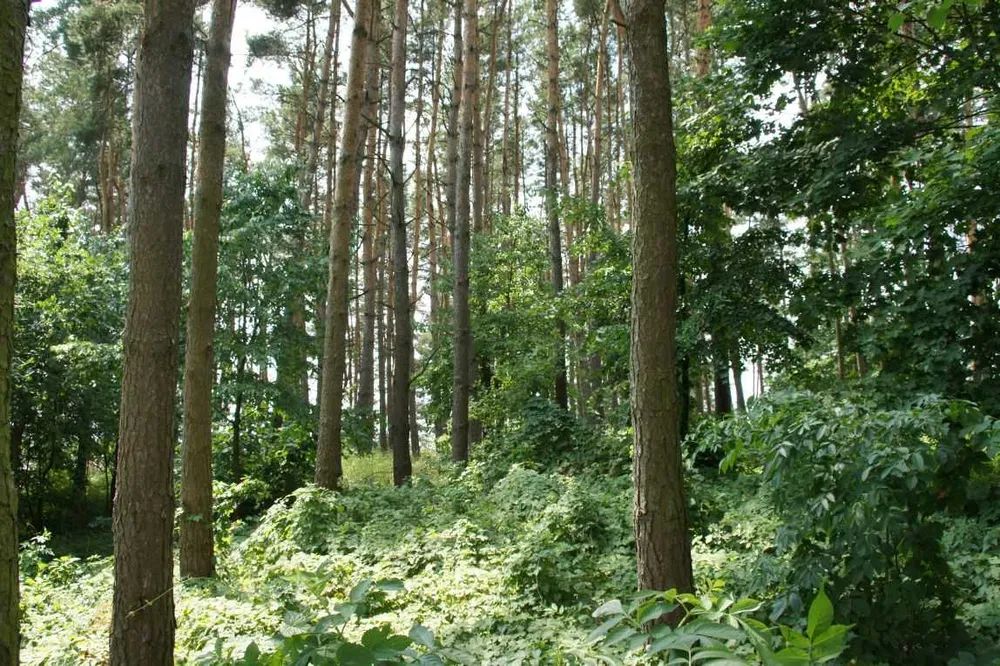 Działka budowlana Gronowo Górne. Zdjęcie 2