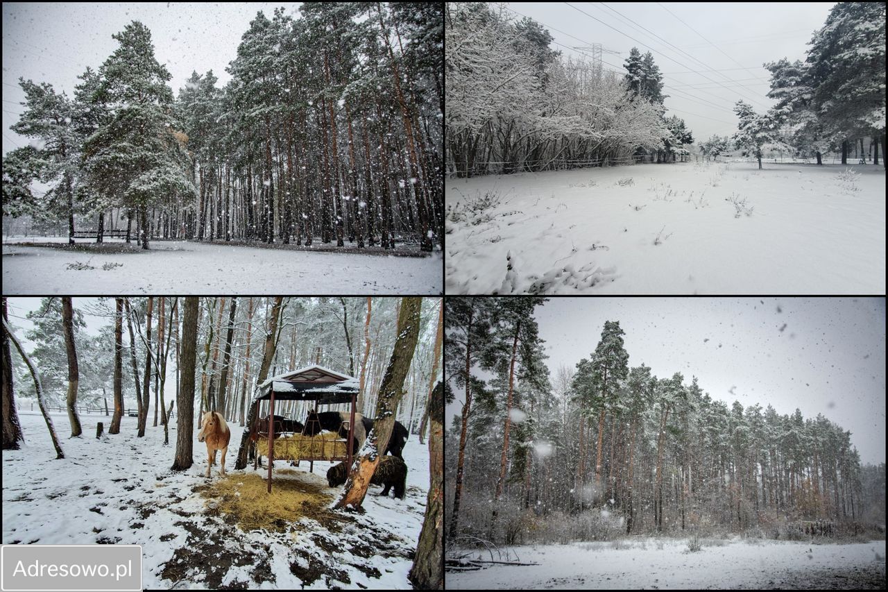 dom wolnostojący, 6 pokoi Zawiercie. Zdjęcie 6