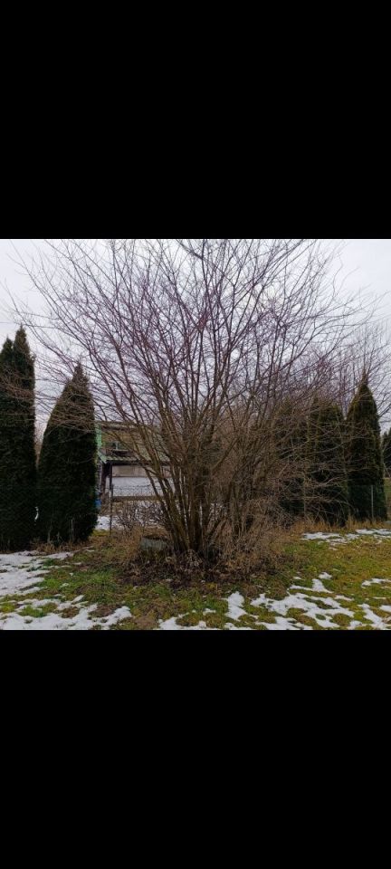 Działka rod Ostrowiec Świętokrzyski, ul. Stefana Żeromskiego. Zdjęcie 6