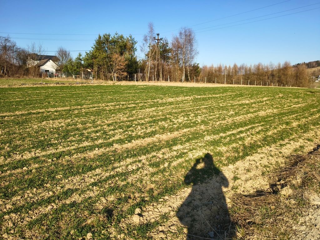Działka budowlana Mszalnica. Zdjęcie 1