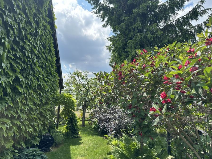 Działka rod Gdańsk Morena, ul. Łabędzia. Zdjęcie 15