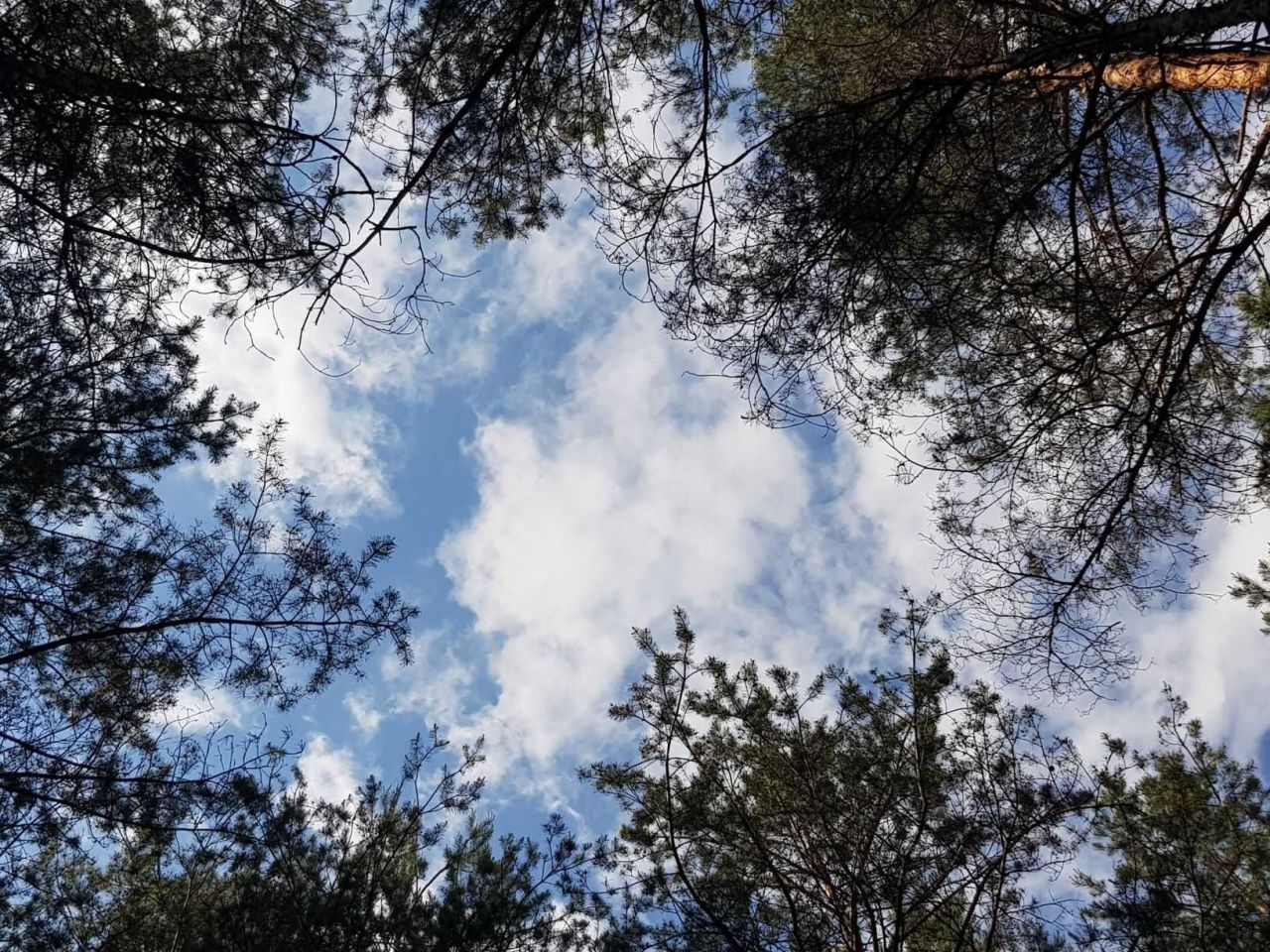 Działka rekreacyjna Łosie, ul. Jeżowa. Zdjęcie 5