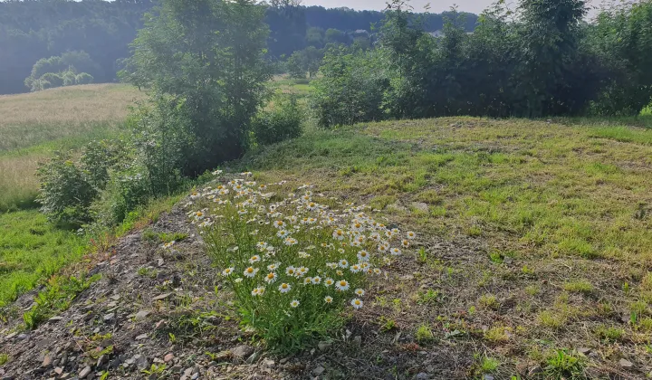Działka rolno-budowlana Wiślica, .