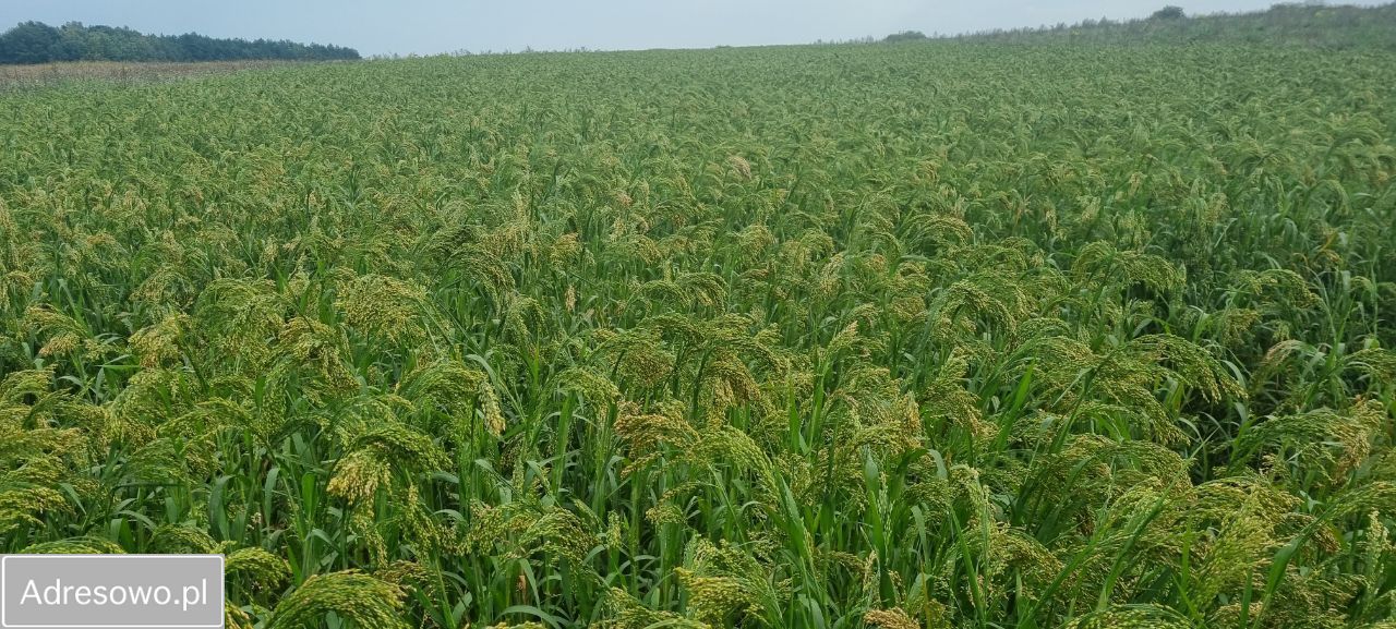 Działka rolna Jaworzno. Zdjęcie 14