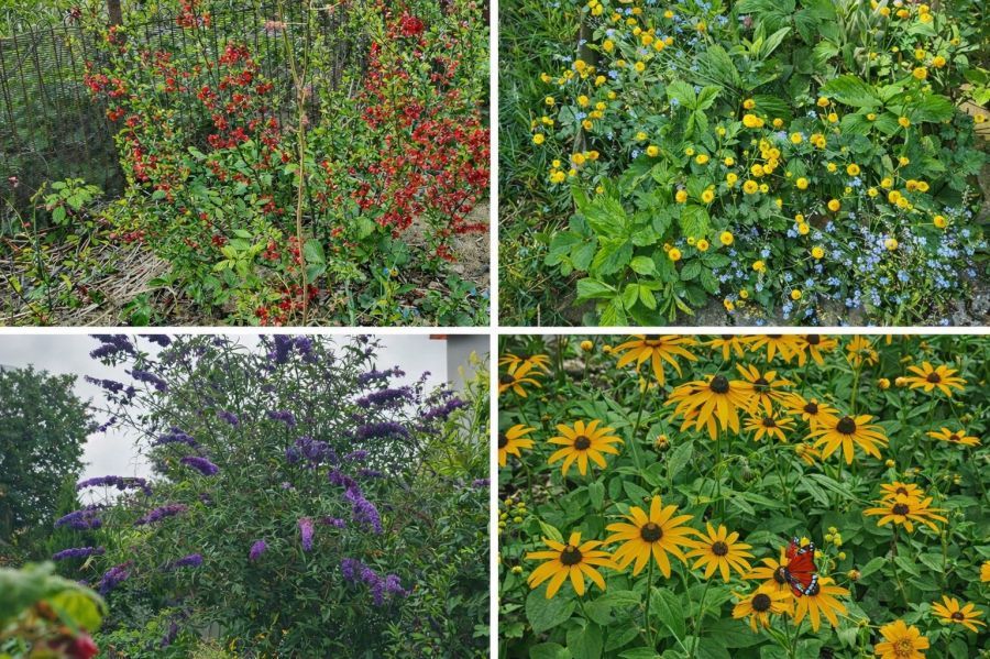 Działka rod Gdańsk Stogi, ul. Ugory. Zdjęcie 10