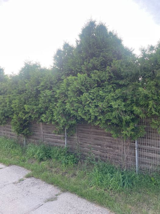 Lokal Czaplinek, ul. Wałecka. Zdjęcie 4