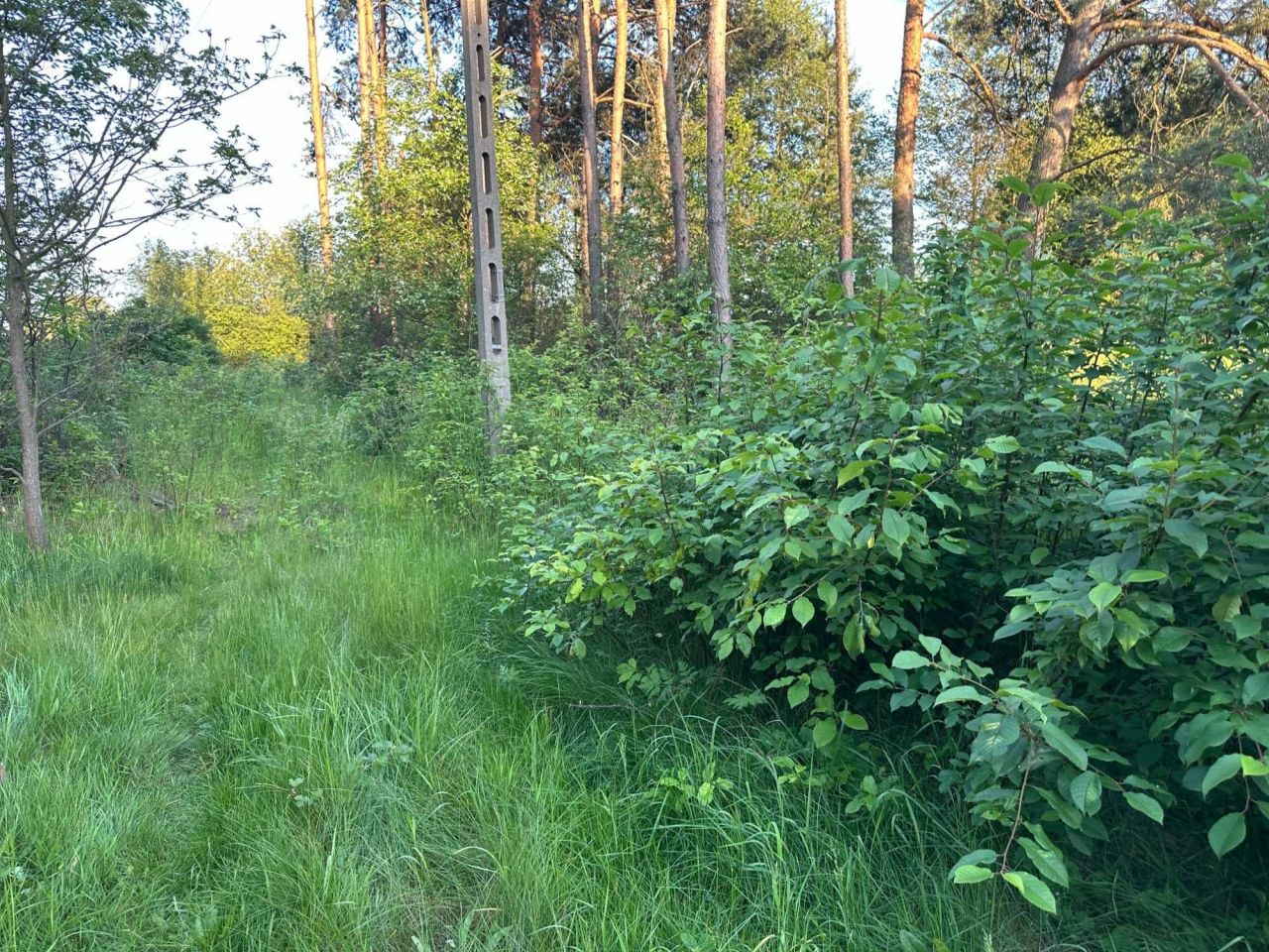 Działka rekreacyjna Zawiszyn. Zdjęcie 6