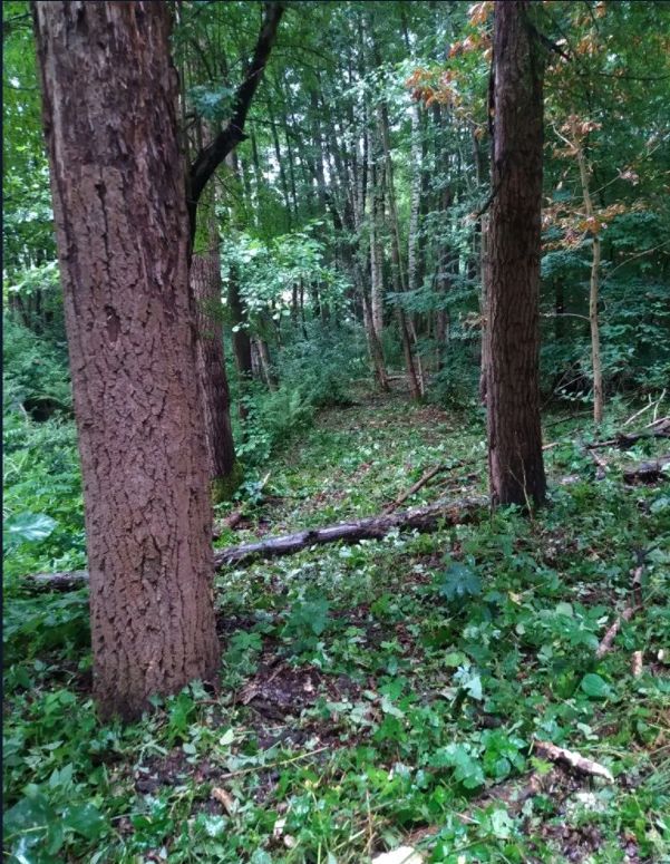 Działka budowlana Świbinki. Zdjęcie 4