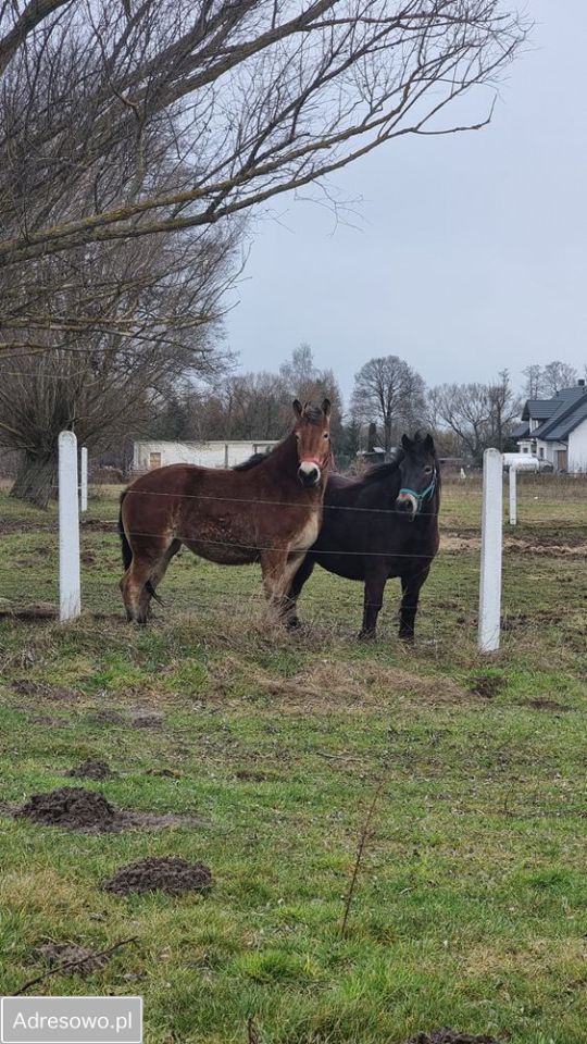 Działka budowlana Trzcinka. Zdjęcie 4
