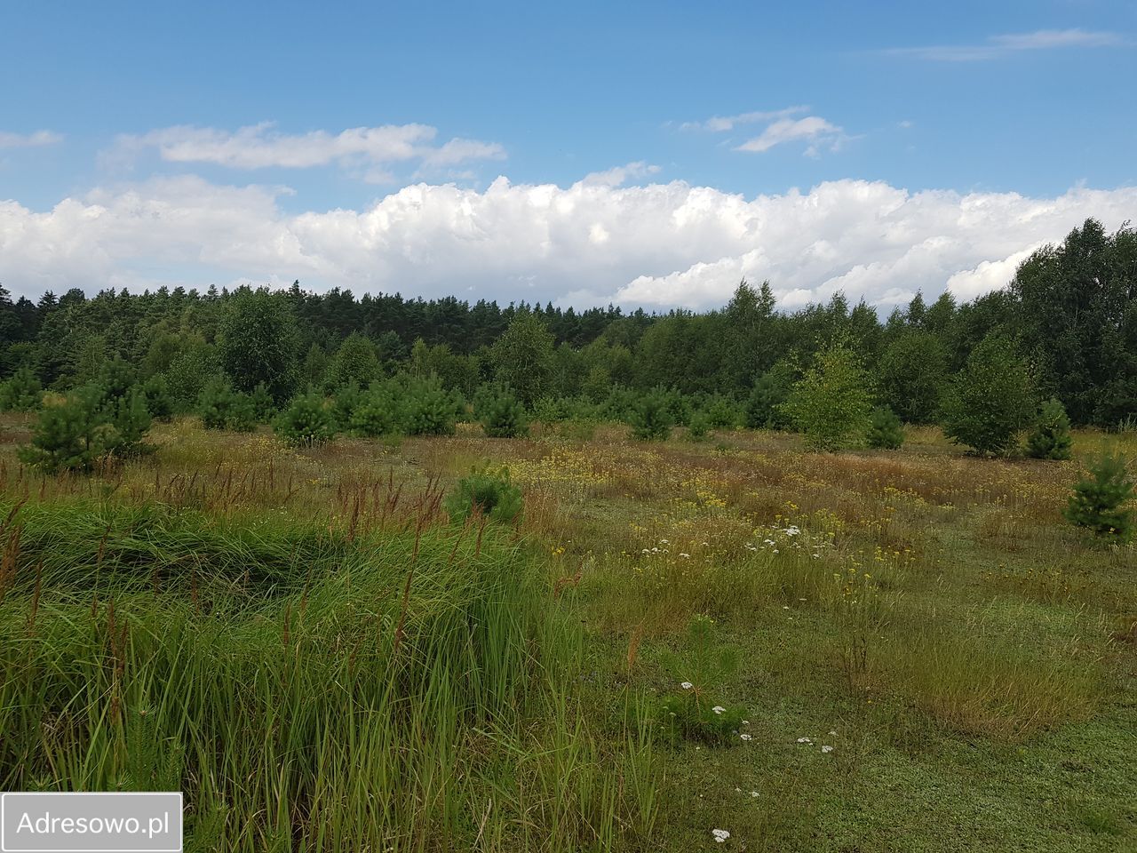 Działka siedliskowa Wichulec