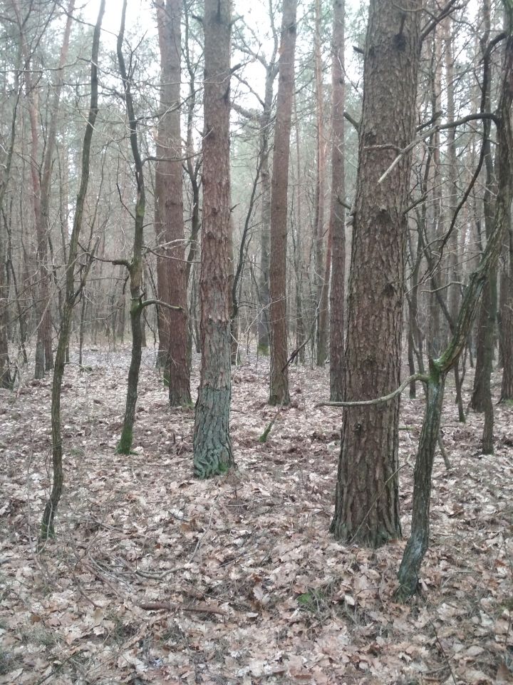 Działka leśna Wojszyn. Zdjęcie 9