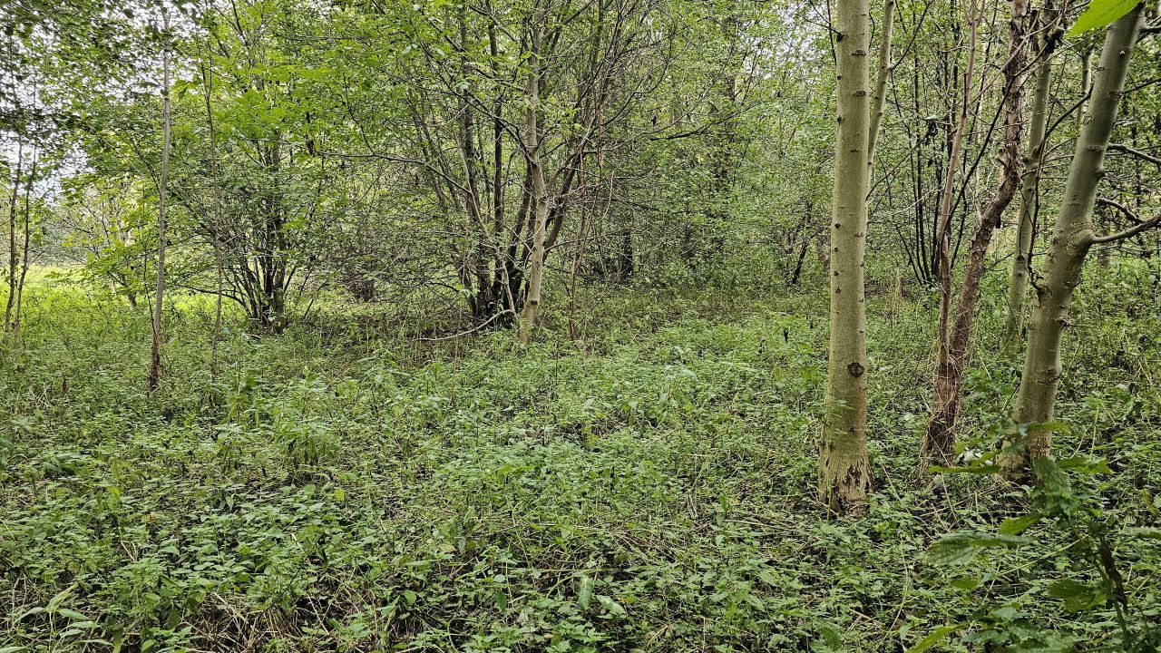 Działka inwestycyjna Palikówka. Zdjęcie 9