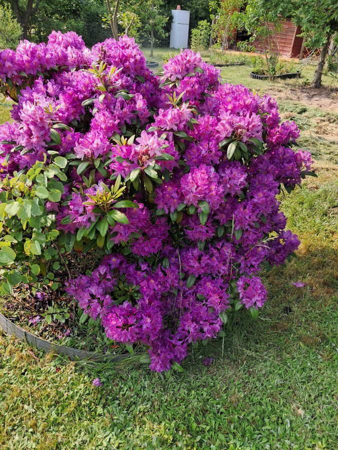 Działka rod Łódź. Zdjęcie 8