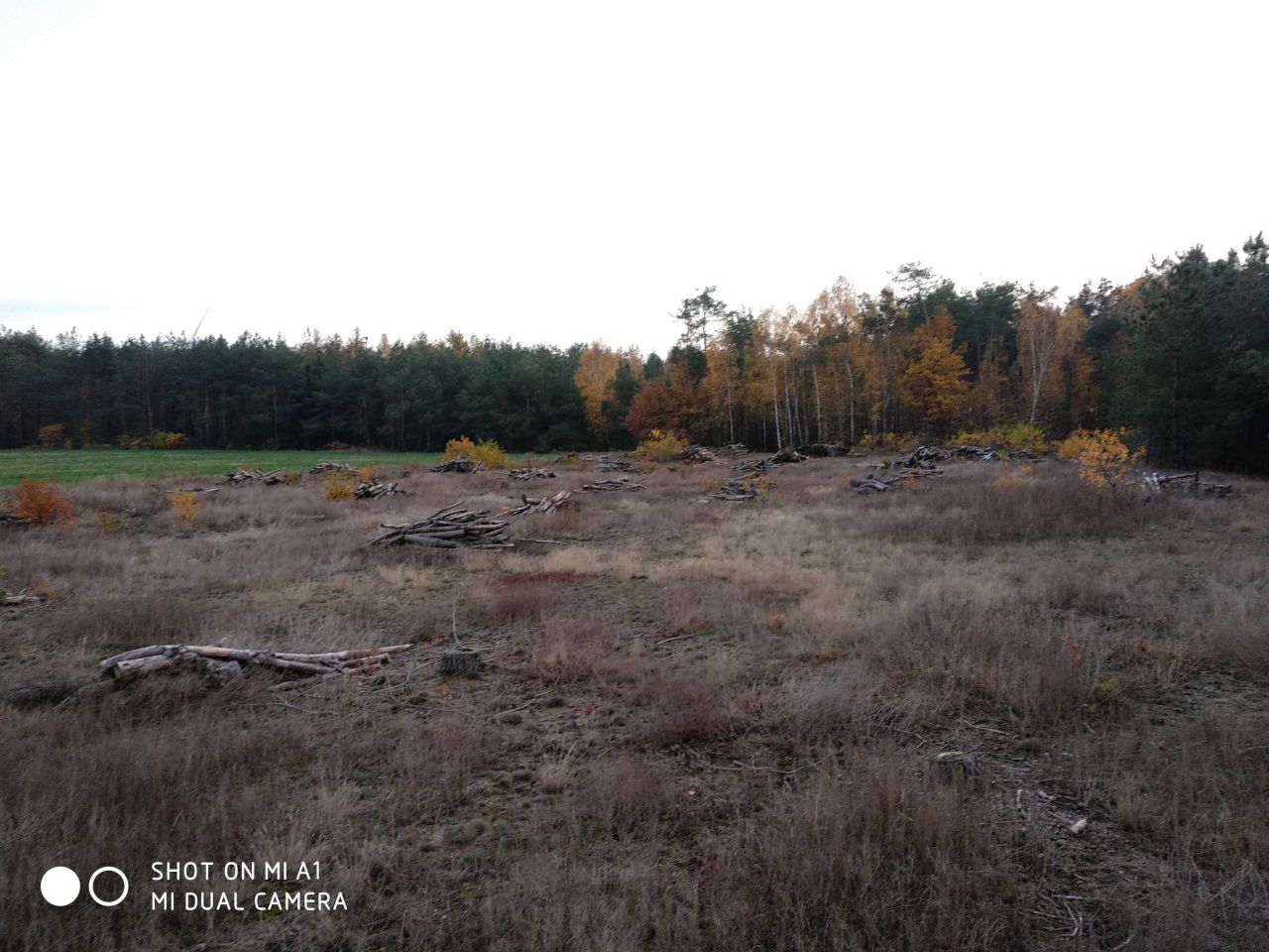 Działka Babiec Piaseczny, bez pośrednika 2 ha