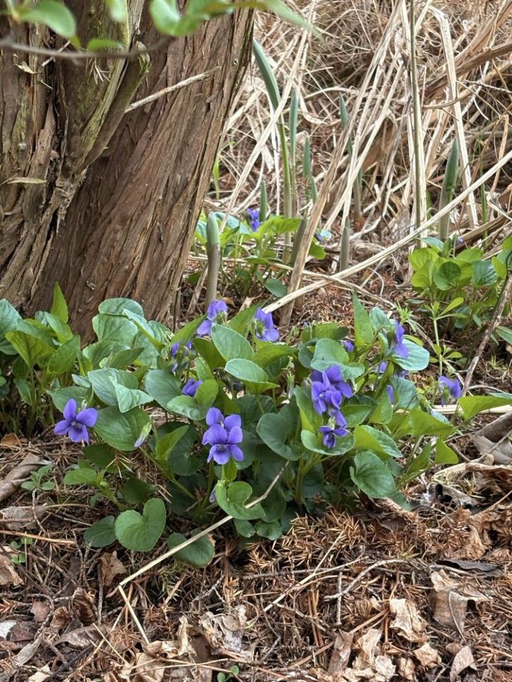 Działka rod Brzeg Dolny. Zdjęcie 7