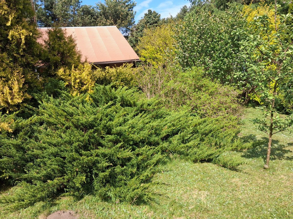 Działka rod Sokolniki-Las, ul. Graniczna. Zdjęcie 5