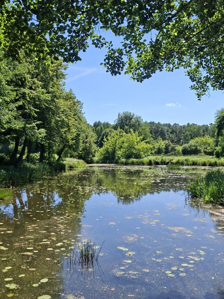 Działka leśna Jabłonowiec. Zdjęcie 3