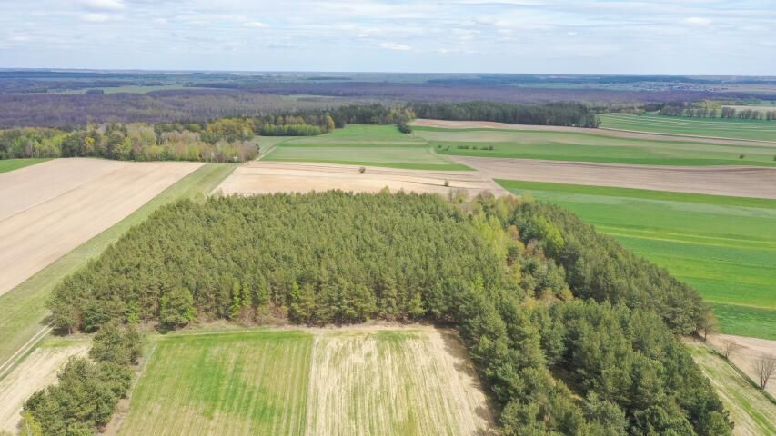 Działka leśna Pniewo. Zdjęcie 4