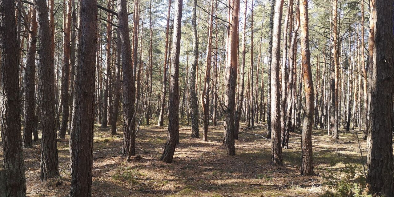 Działka inwestycyjna Zakrzew. Zdjęcie 5