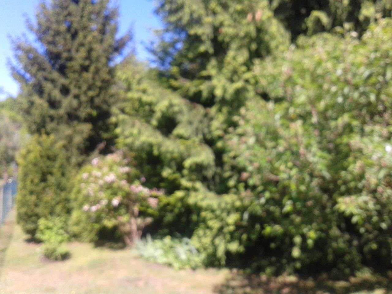 Działka leśna Radom, ul. Janiszewska. Zdjęcie 6