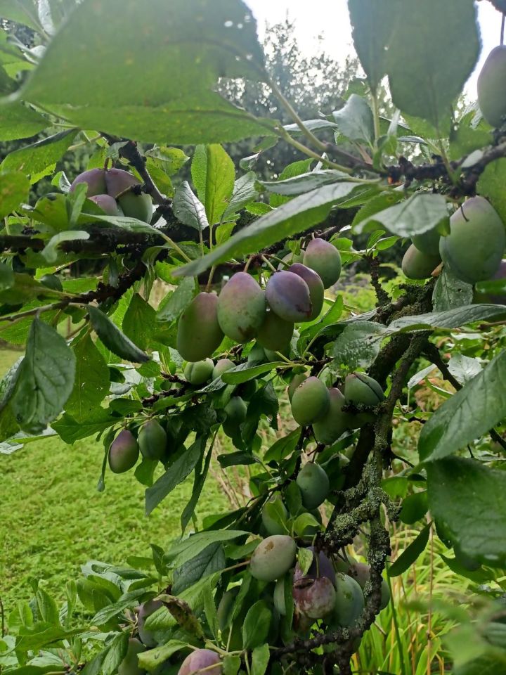 Działka rod Strzegom. Zdjęcie 5