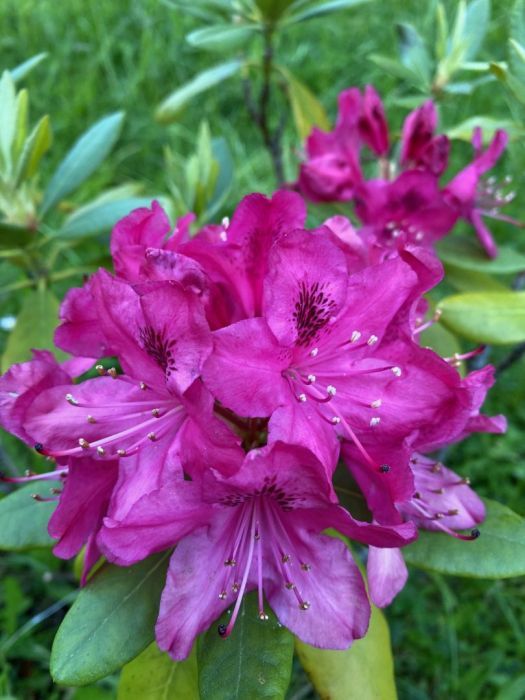 Działka rod Gdańsk. Zdjęcie 33