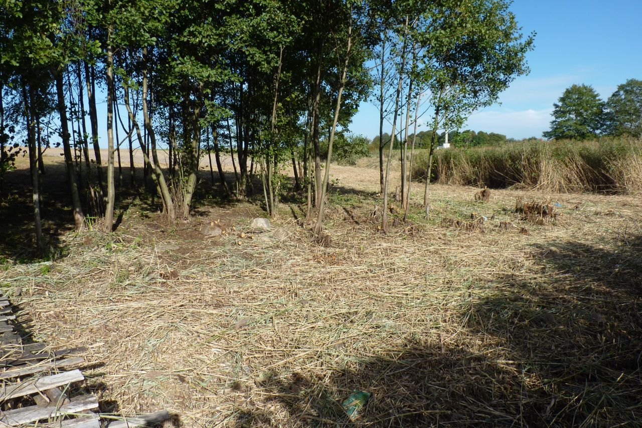 Działka rolna Zieleniewo. Zdjęcie 9