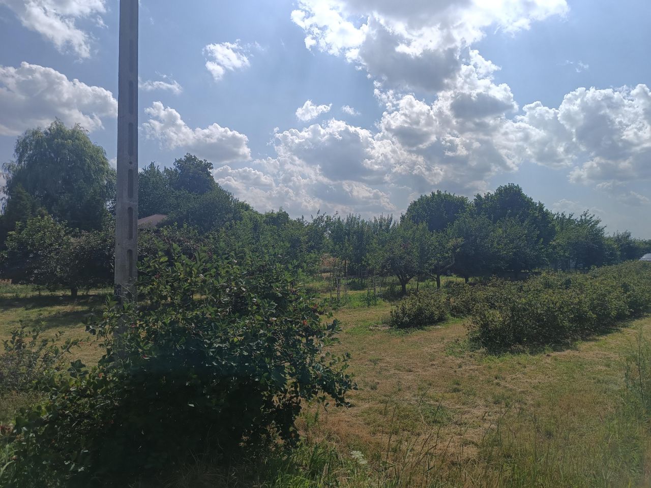 Działka rolno-budowlana Wojciechów-Kolonia Pierwsza