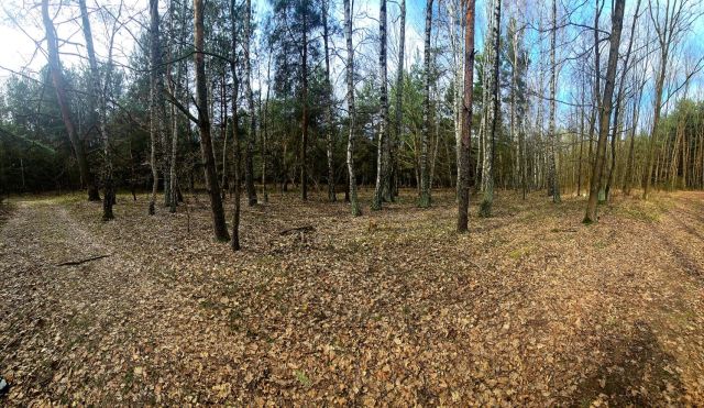 Działka leśna Daniszewice. Zdjęcie 1