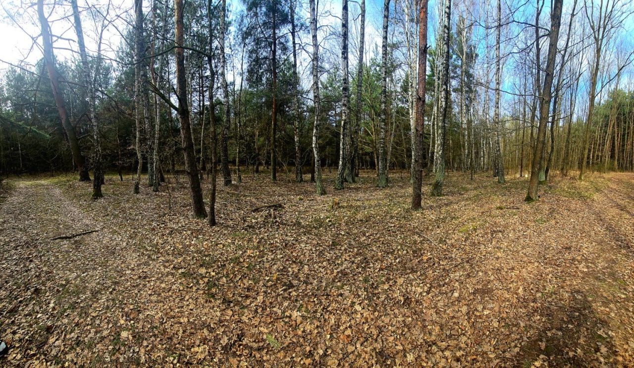 Działka leśna Daniszewice. Zdjęcie 1