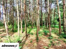 Działka budowlana Chomiąża Szlachecka. Zdjęcie 2