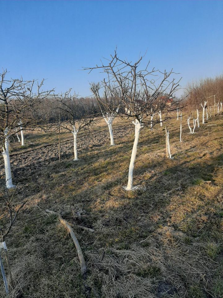 Działka rolno-budowlana Bolimowska Wieś. Zdjęcie 8