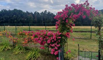 Działka rod Wolsztyn