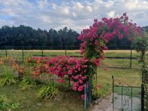 Działka rod Wolsztyn. Zdjęcie 1