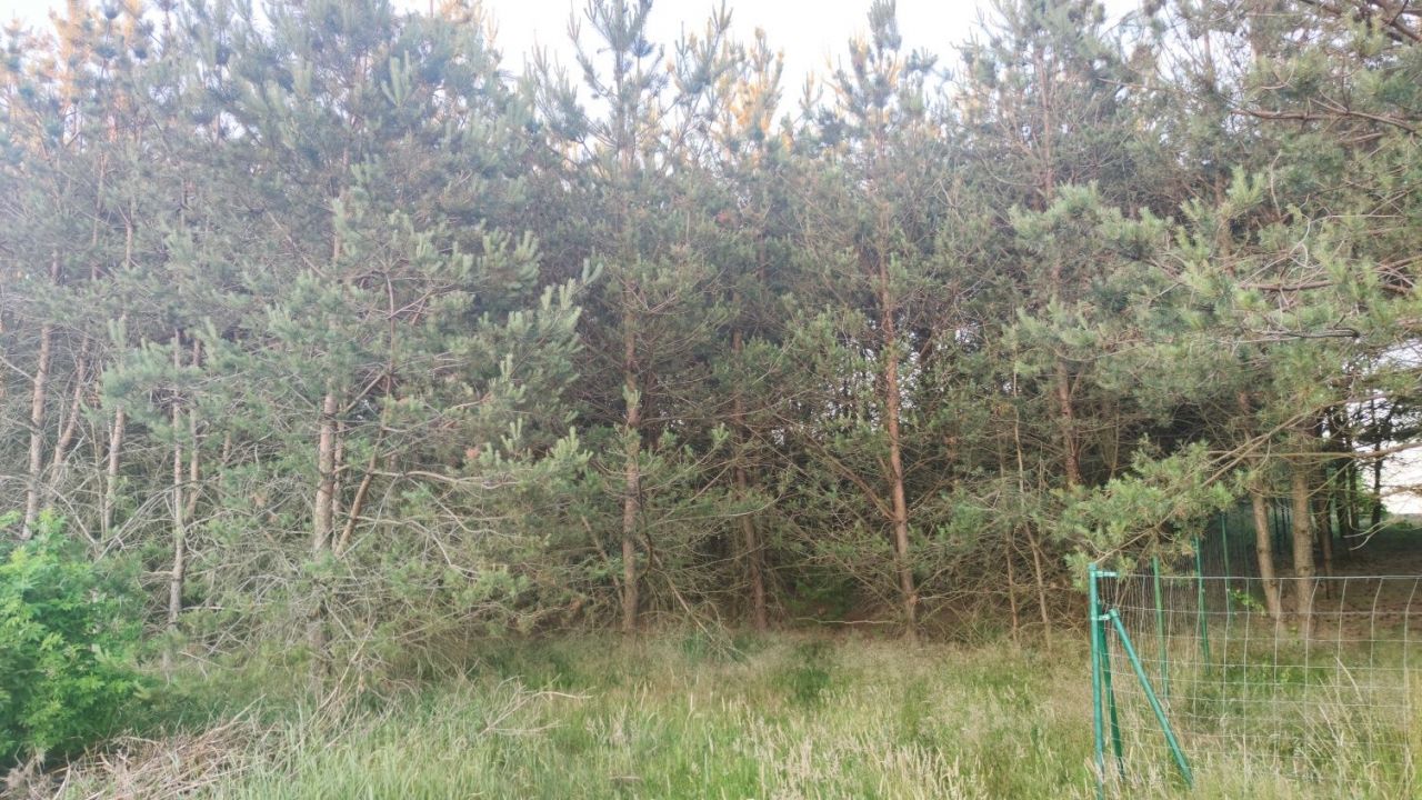 Działka rekreacyjna Nowa Wieś Kościerska, ul. Zielona. Zdjęcie 6