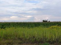 Działka siedliskowa Koczargi Nowe, ul. Szkolna