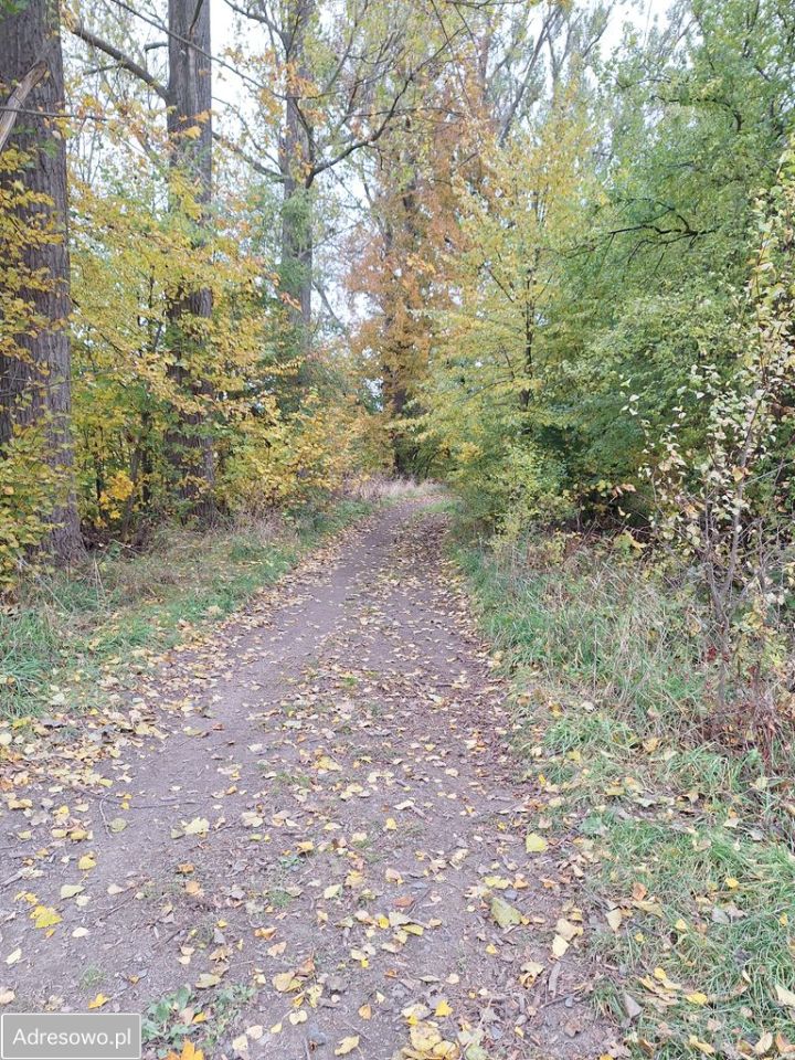 Działka rolna Siedlęcin, ul. Kościelna. Zdjęcie 4
