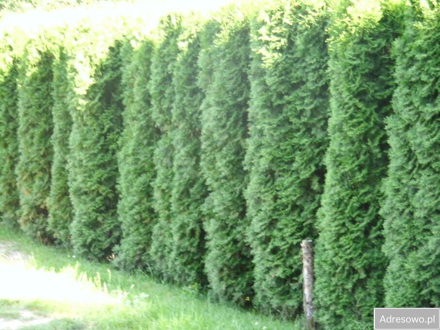 Mieszkanie 2-pokojowe Parzyn. Zdjęcie 11