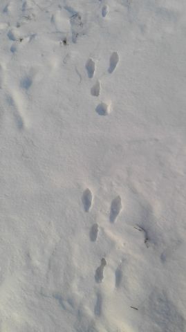 Działka siedliskowa Wola Władysławowska. Zdjęcie 5