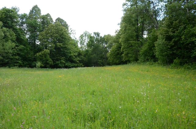 Działka budowlana Skwirtne. Zdjęcie 1