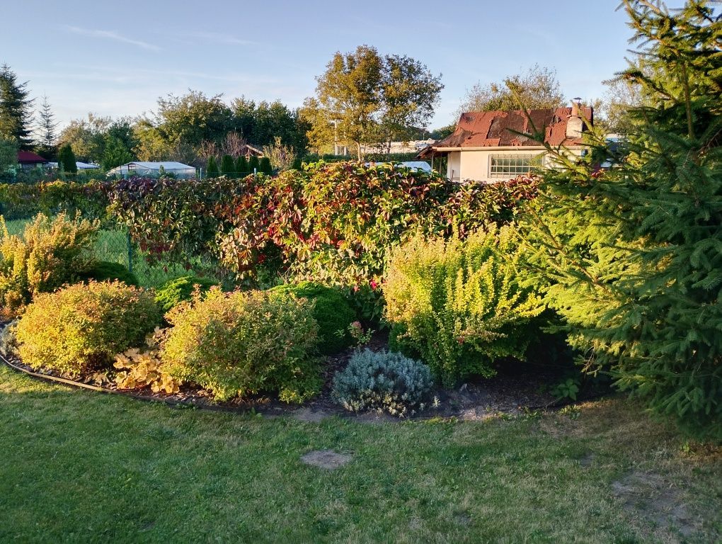 Działka rod Ostrowiec Świętokrzyski, ul. Onufrego Zagłoby. Zdjęcie 6