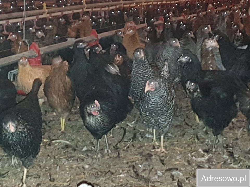 Hala/magazyn Złotówek. Zdjęcie 9