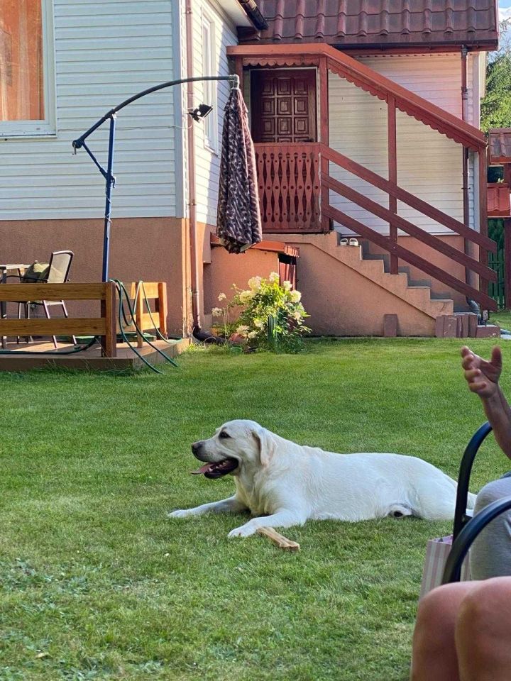 Działka budowlana Ptaki. Zdjęcie 3