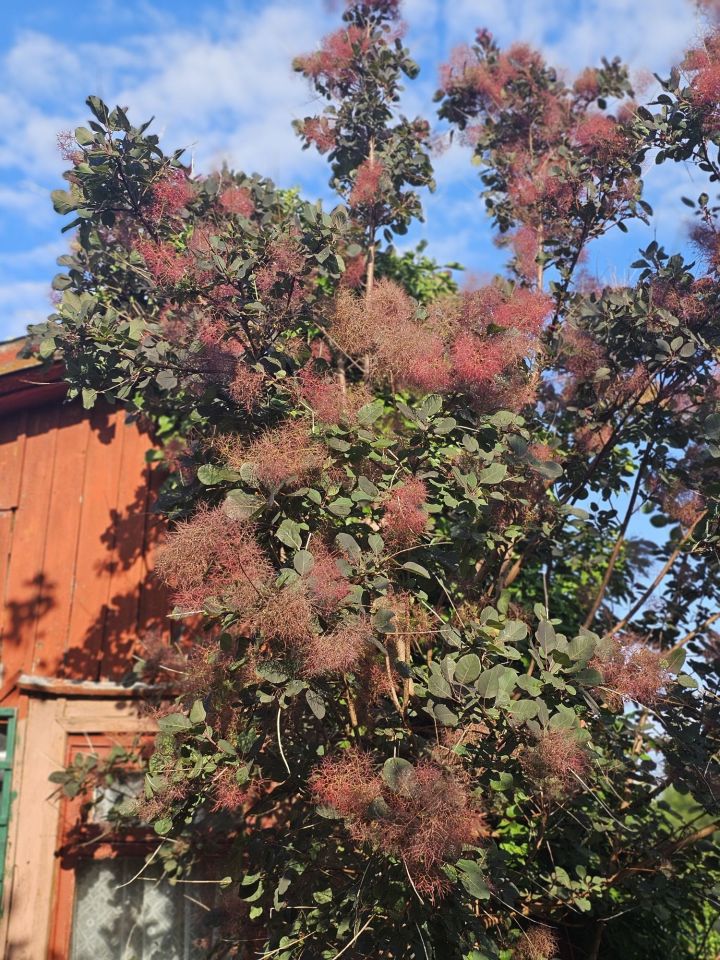 Działka rod Płouszowice. Zdjęcie 5